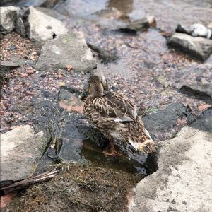 Meet your Posher, Shannon